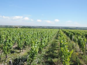Dans le vignoble de Chinon, on se mobilise contre un ennemi invisible : la flavescence dorée gagne du terrain en Loire
