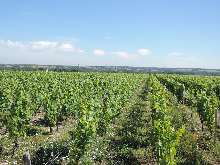 Dans le vignoble de Chinon, on se mobilise contre un ennemi invisible : la flavescence dorée gagne du terrain en Loire