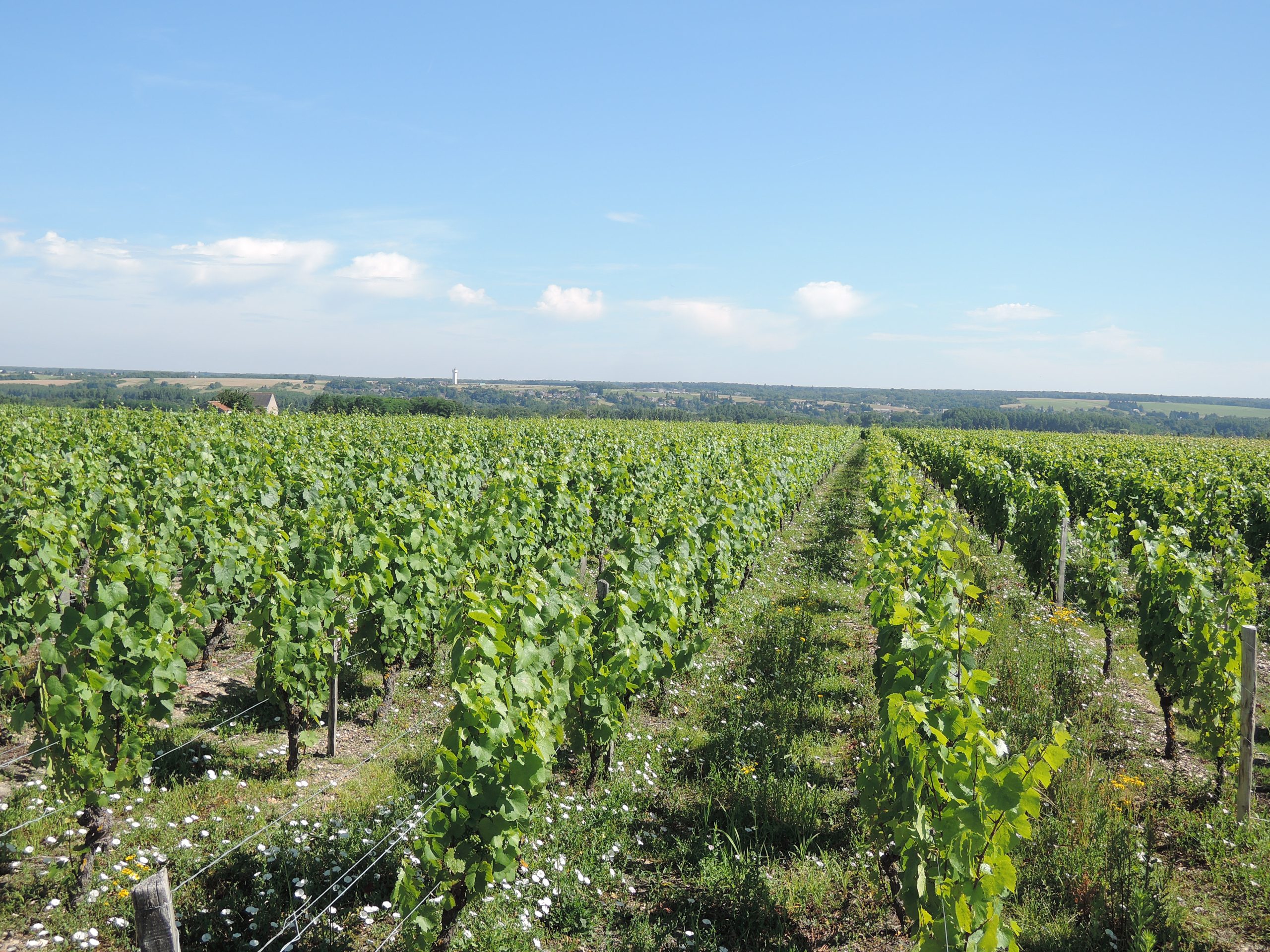 Vignoble de la Touraine viticole, Civray-de-Touraine, Indre-et-Loire — Loire