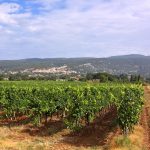 Sixième canicule d&rsquo;affilée : qui voudra encore produire du vin quand les vignerons jettent l&rsquo;éponge ?