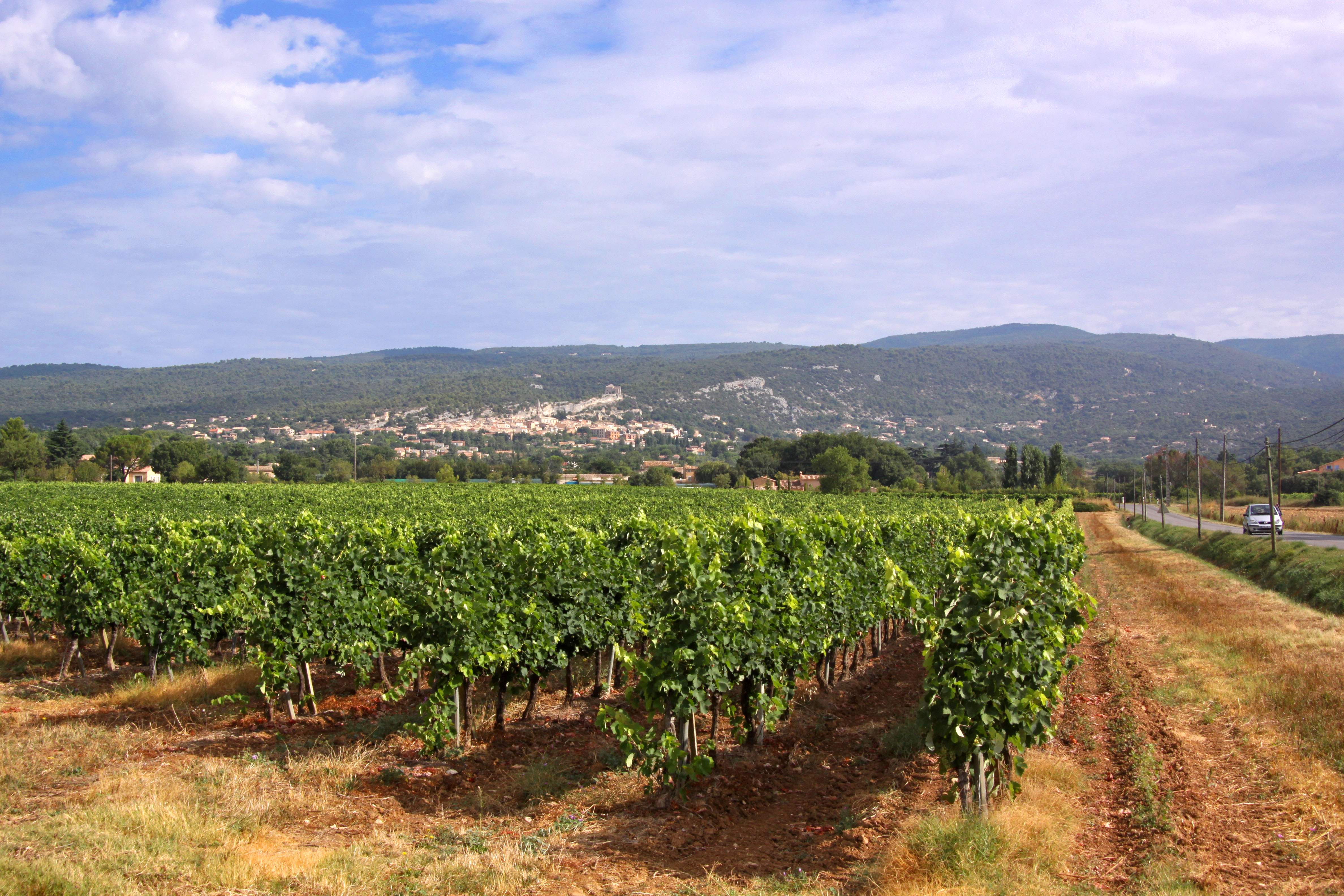 Vignoble français en période estivale sous la chaleur, Vaucluse