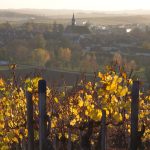 Dans le Chablisien, les vendanges ont démarré le 17 août : du jamais vu pour ce blanc de Bourgogne