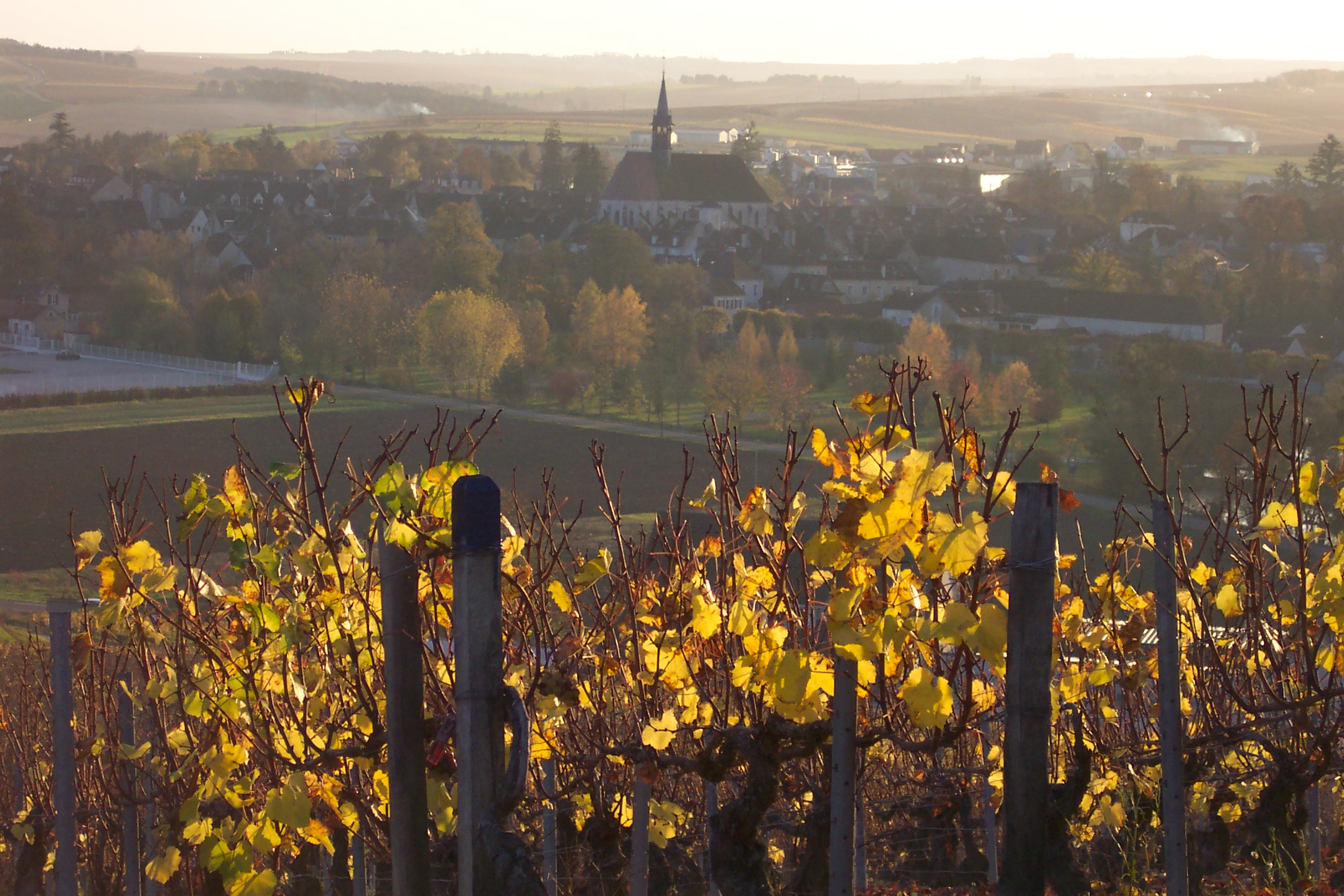 Vignoble de Chablis avec rangées de vignes chardonnay, Bourgogne, Yonne