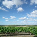 À Cognac, le compte à rebours des vendanges est lancé : attendre la pluie, c&rsquo;est risquer un millésime sans acidité