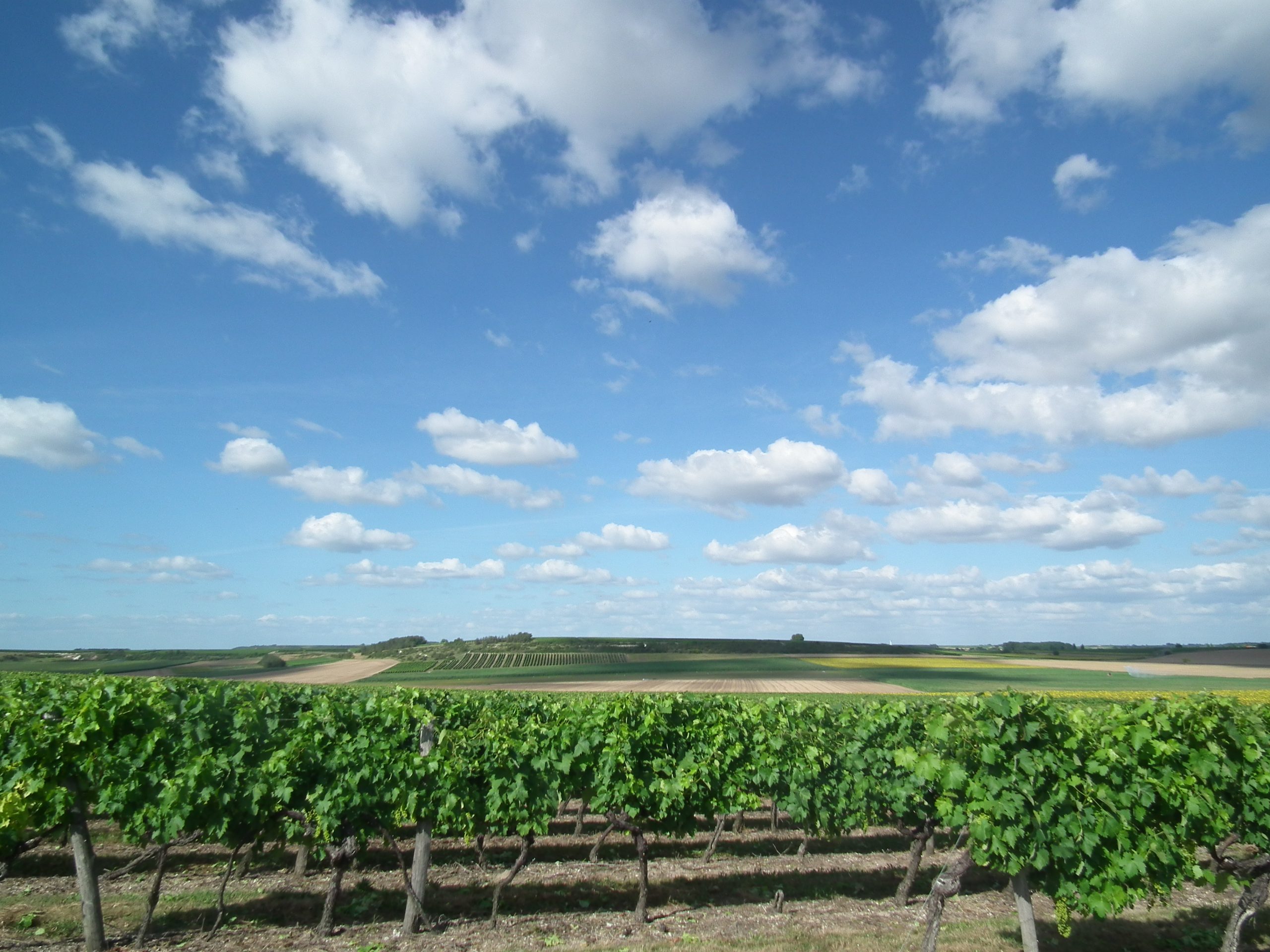 Vignobles à Avy, Charente (vignoble de Cognac, Pineau des Charentes)