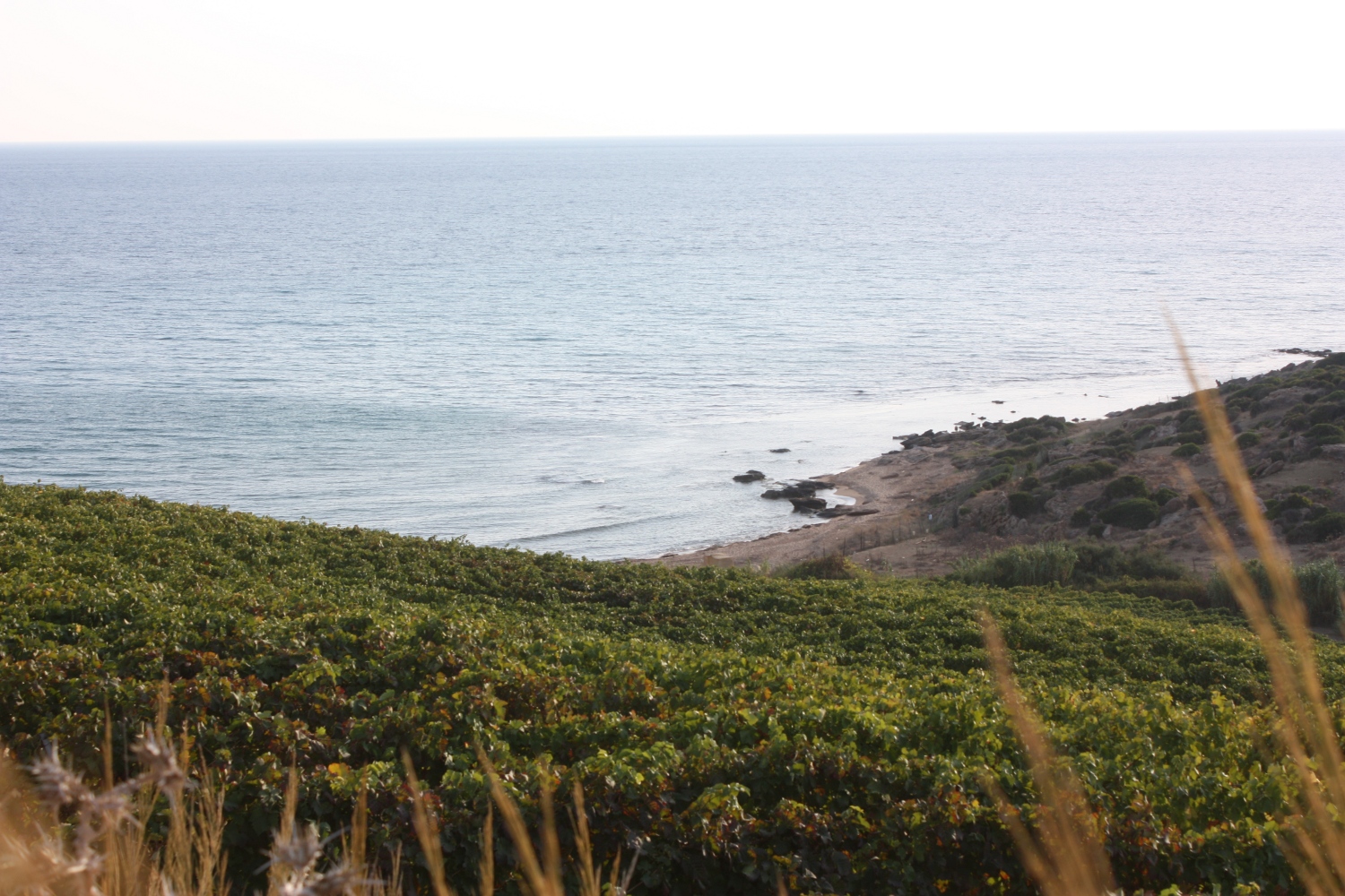 Vignes en Sicile le long de la côte méditerranéenne
