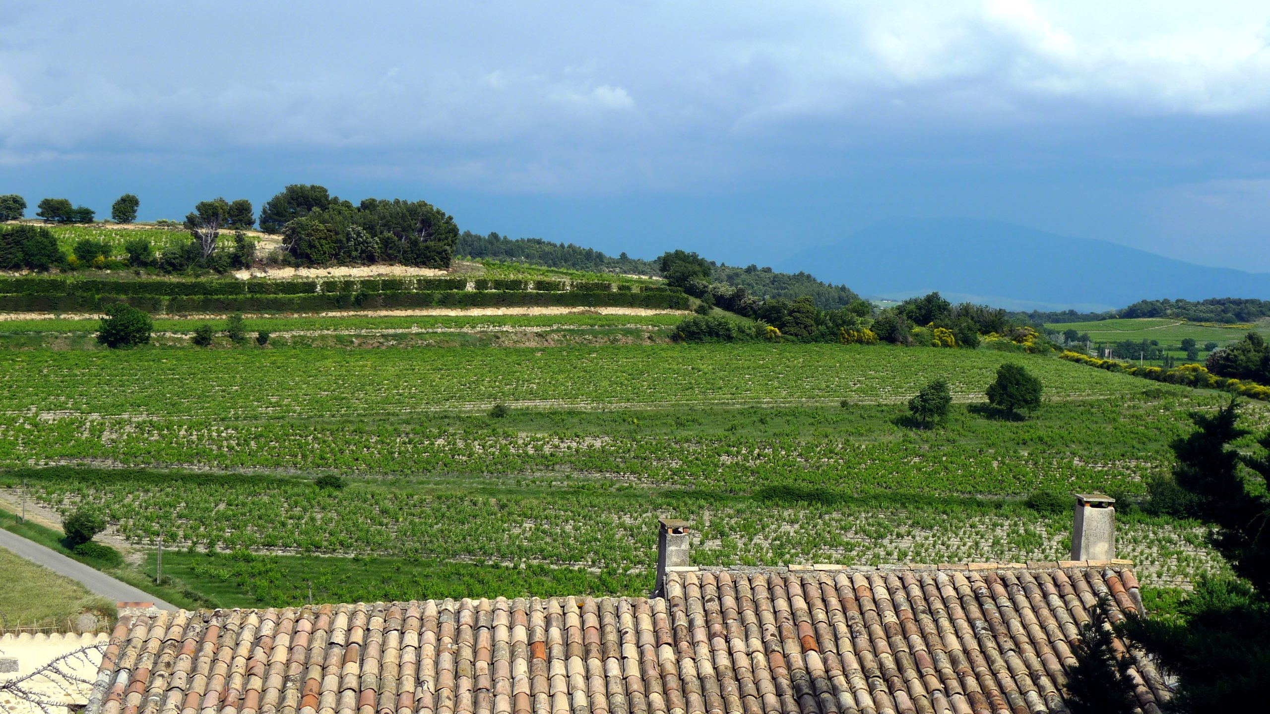 Vignoble de Visan, Côtes du Rhône Village, Vaucluse, France