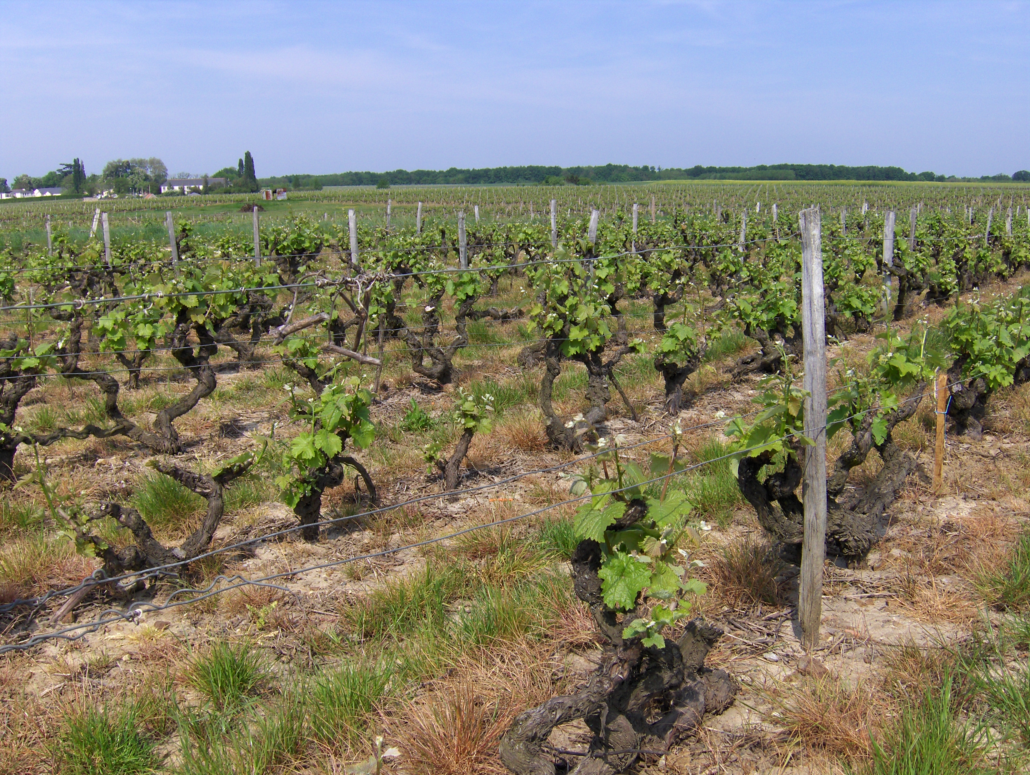 Vignoble de Vouvray au débourrement, Loire — chenin blanc au printemps