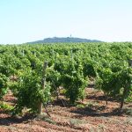 Pour les vignerons, le milliard de Genevard est un acompte. Ils réclament maintenant le plan bancaire.