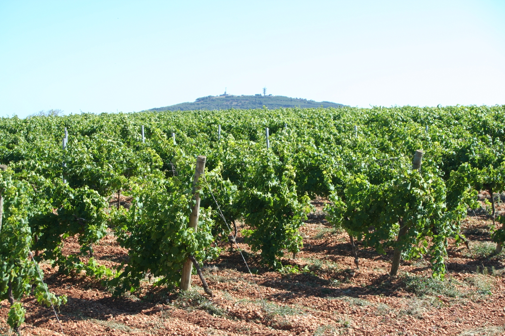 Vignoble de vignes dans l'Hérault, illustration de la crise viticole française 2026