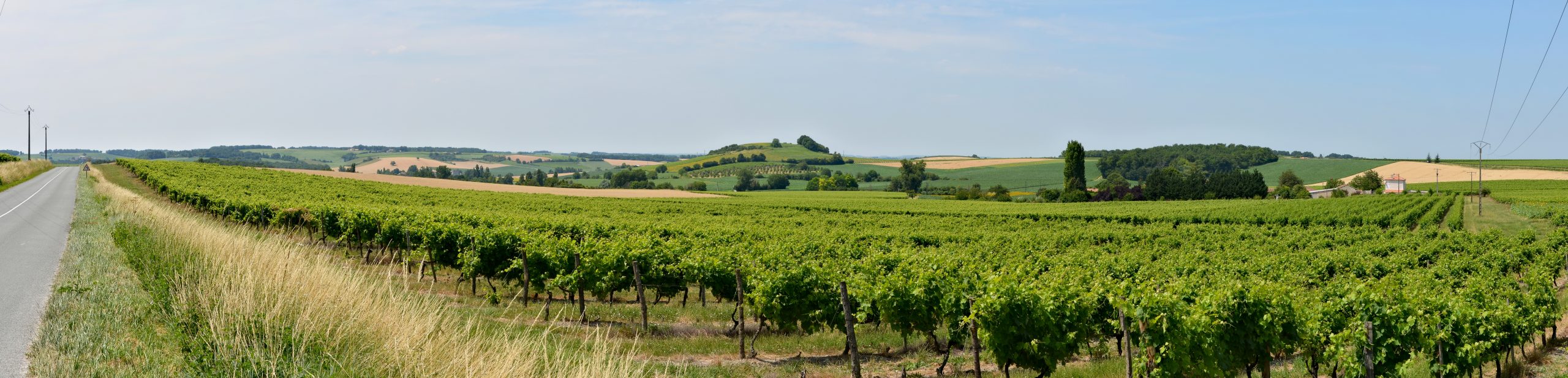 Vignoble français en été, vignes et collines en Charente