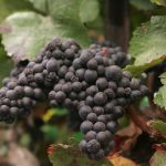 Syrah en Corrèze, vignes en Bretagne : la carte viticole française se réinvente face au climat