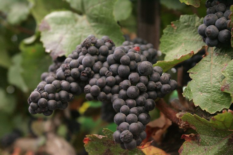 Syrah en Corrèze, vignes en Bretagne : la carte viticole française se réinvente face au climat