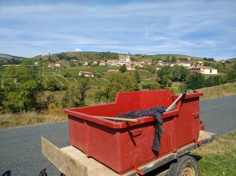Vouvray et Beaujolais 2026 : peu de vin mais du grand vin, les vignerons sous pression