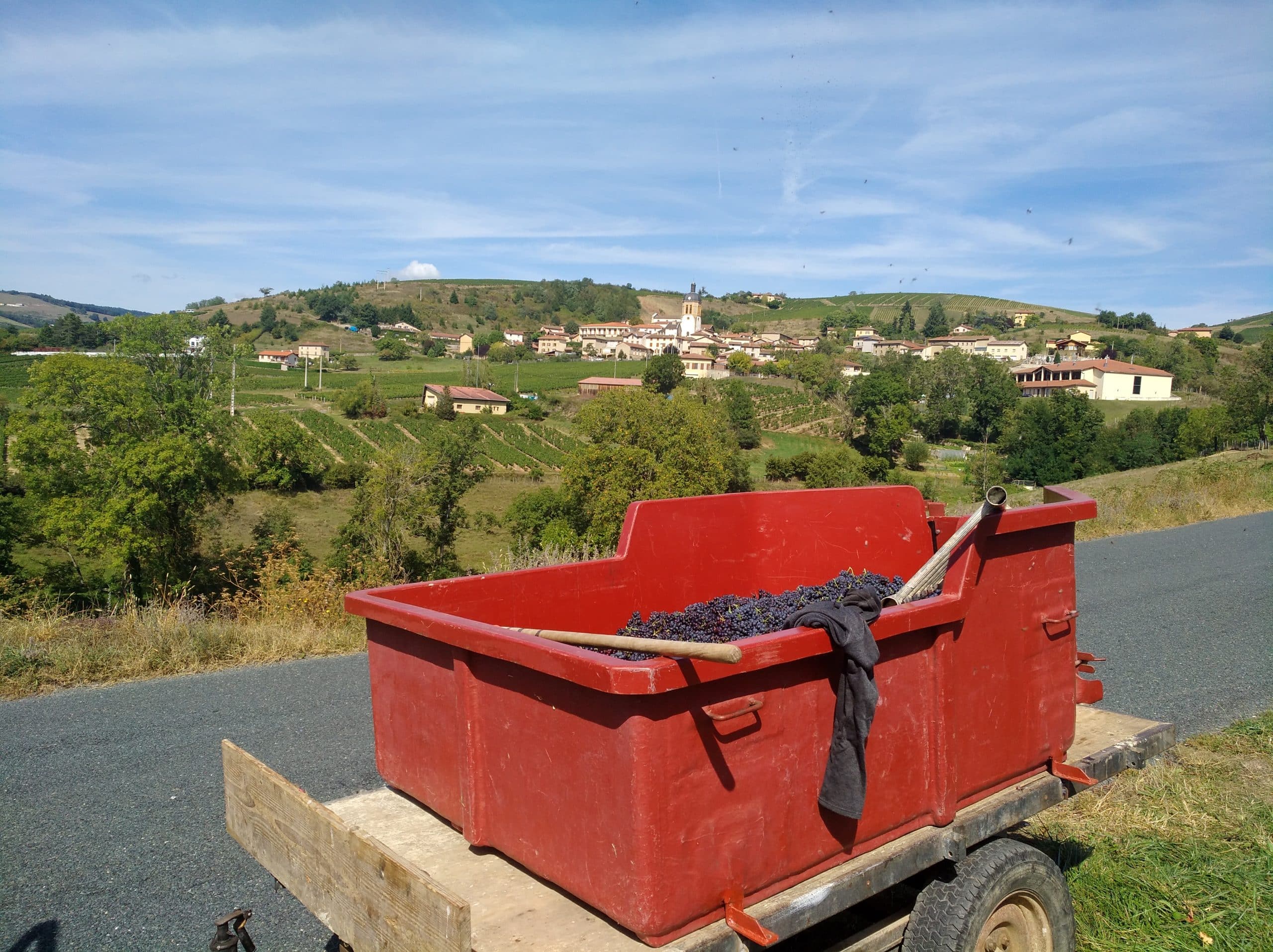 Vendanges en Beaujolais 2026, vue sur les vignes et le village