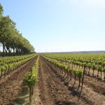 Vignes condamnées à l’arrachage mais vendangées quand même : le paradoxe de la crise viticole 2026