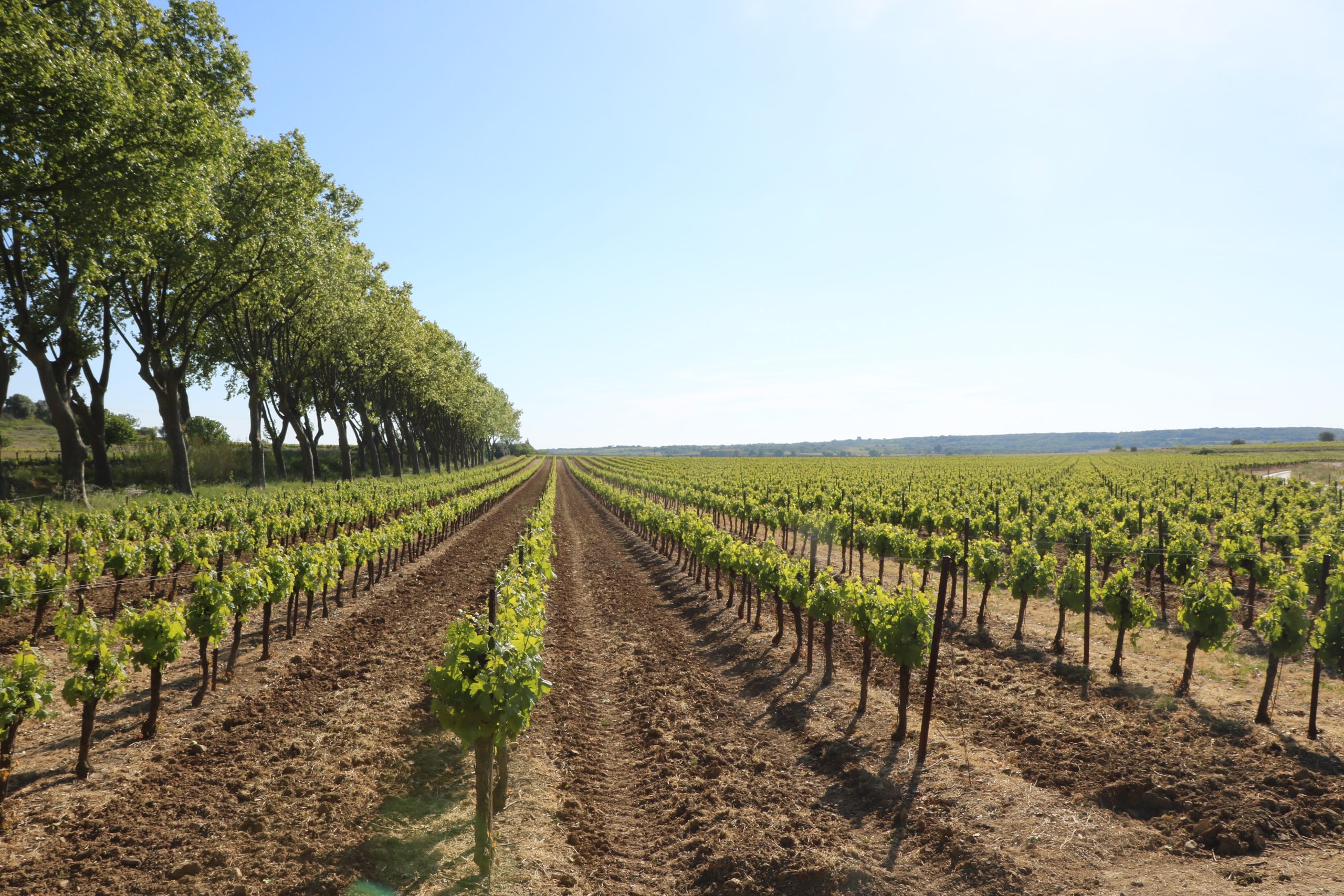 Vignoble en Languedoc Adissan Herault vigne ete arrachage