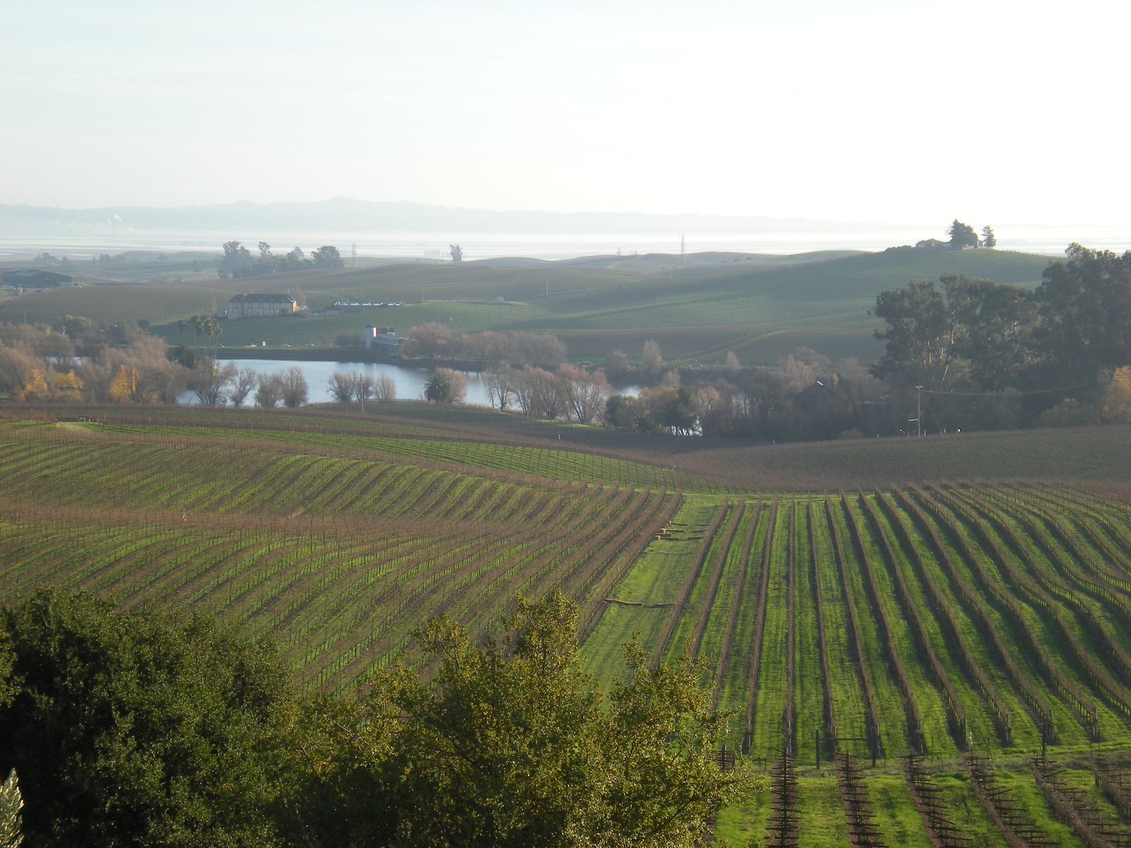 Vue sur les vignes du domaine Artesa dans les Carneros, en Californie