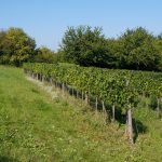 Autriche : la plus petite vendange depuis 2010, mais des caves encore pleines de rouge
