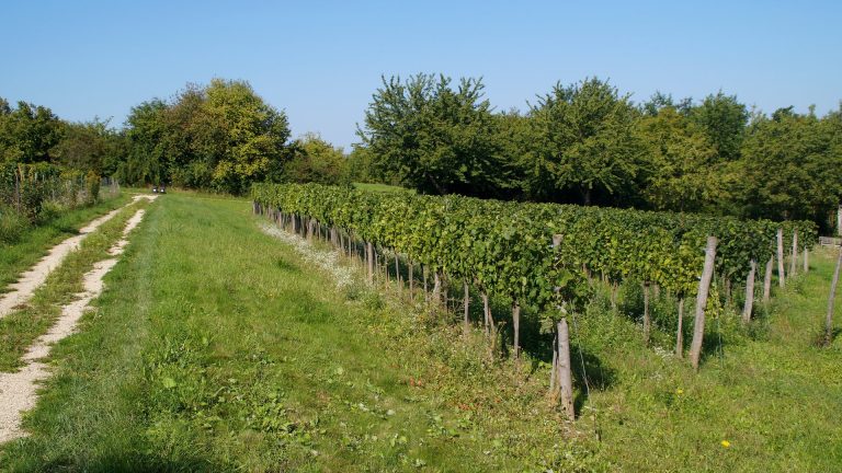 Autriche : la plus petite vendange depuis 2010, mais des caves encore pleines de rouge
