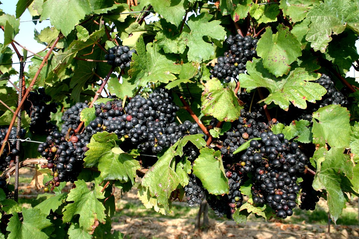 Grappes noires de blaufränkisch sur la vigne à Lutzmannsburg, Burgenland