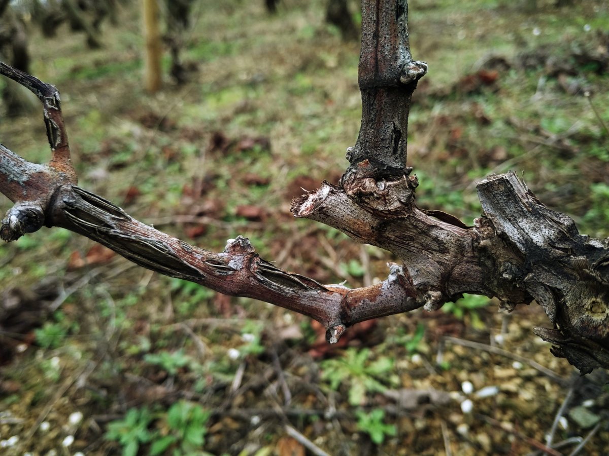 Sarments de vigne portant les blessures d'un orage de grêle