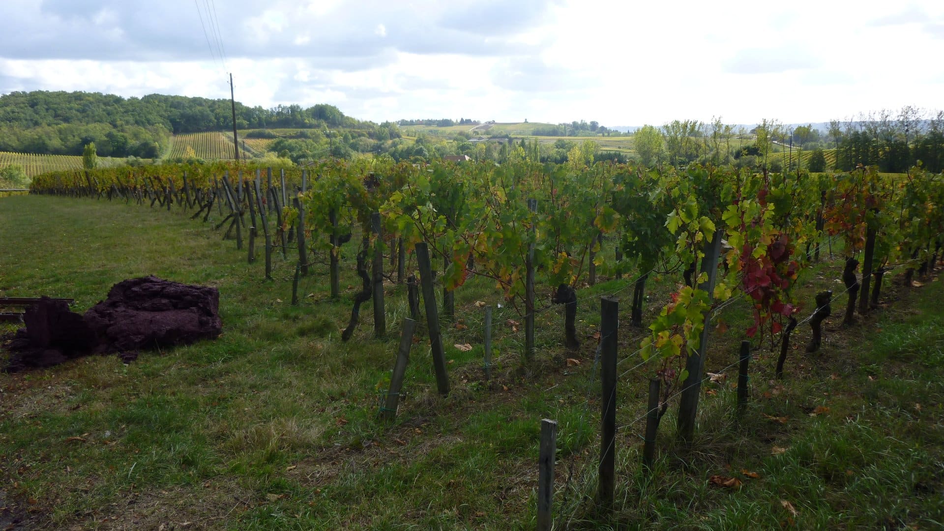Vignobles bordelais en automne — paysage de vendanges