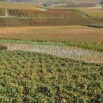 Champagne 2026 : un tiers de raisins en moins, mais un potentiel de très grands vins