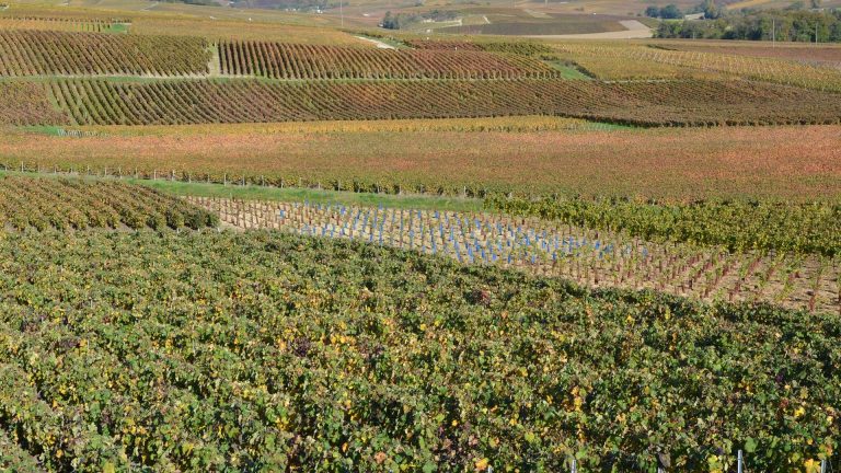 Champagne 2026 : un tiers de raisins en moins, mais un potentiel de très grands vins