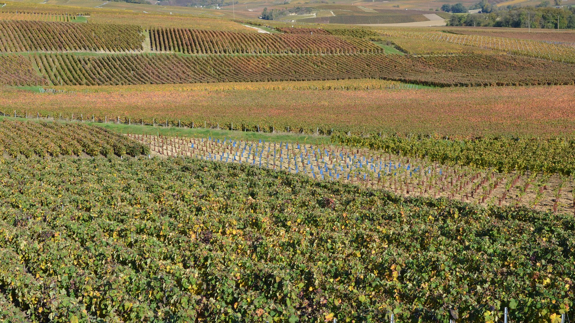 Vignoble de Champagne dans la Montagne de Reims