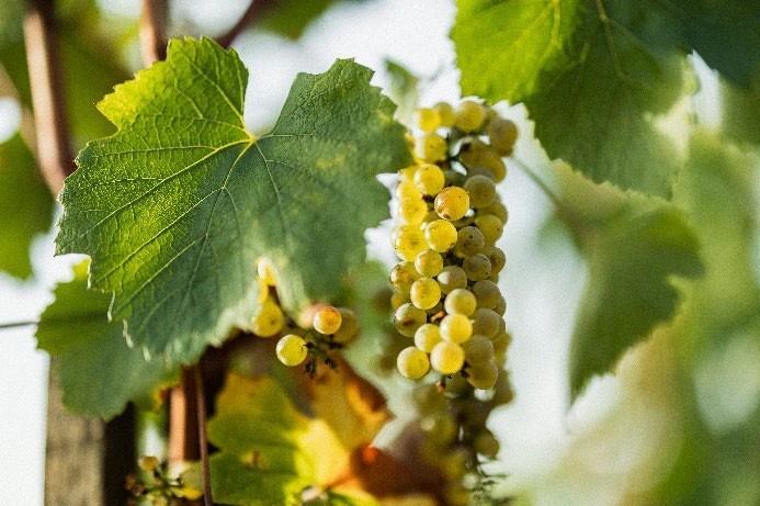 Grappe de chardonnay dorée sur une vigne de Bourgogne