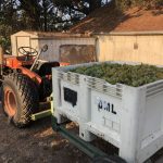 Mildiou, oïdium : un Chardonnay capable de résister aux deux maladies vient d’être créé en laboratoire