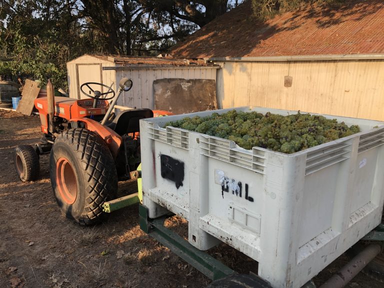 Mildiou, oïdium : un Chardonnay capable de résister aux deux maladies vient d&rsquo;être créé en laboratoire