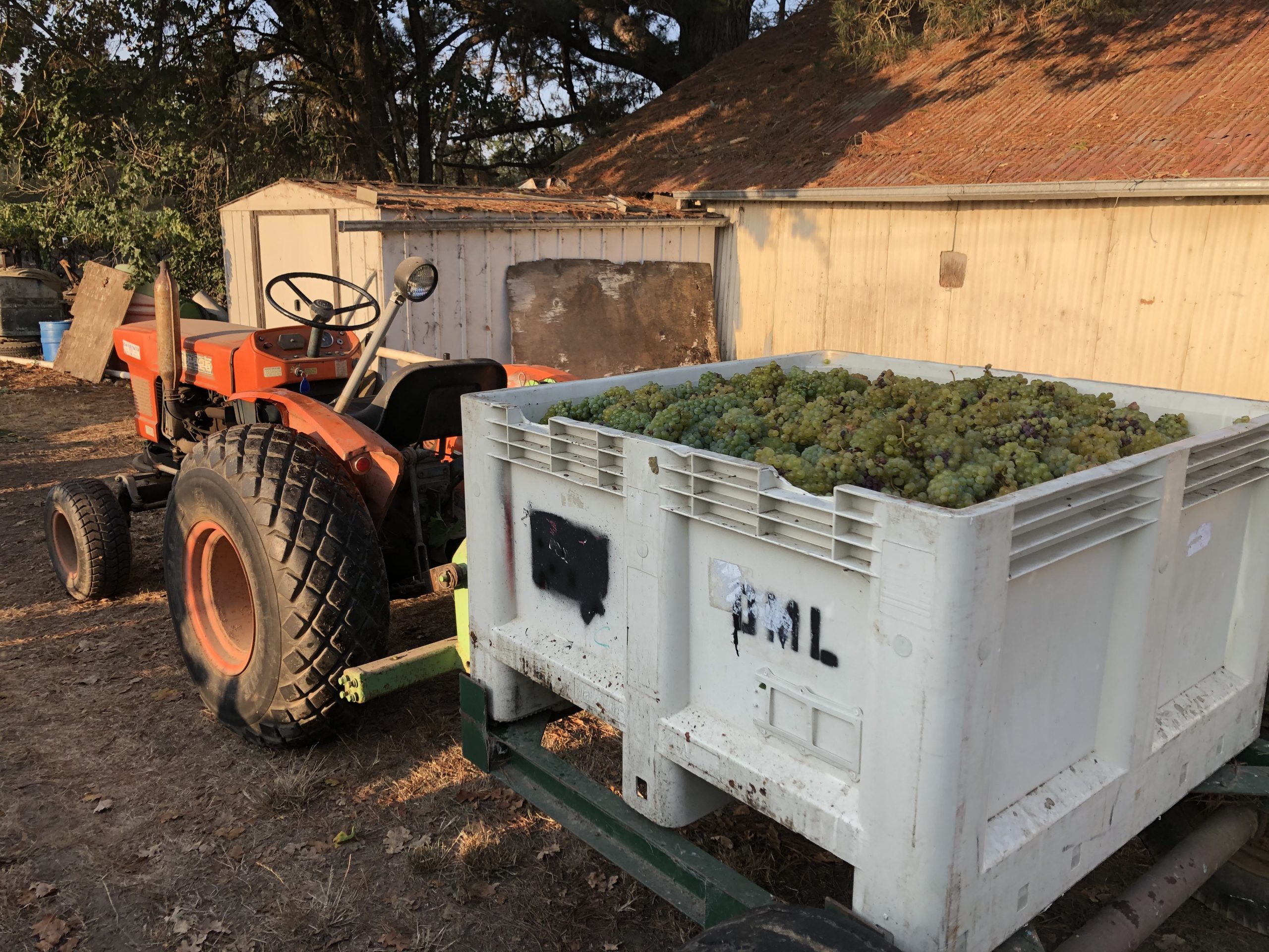 Vendange de raisins Chardonnay mûrs en vignoble