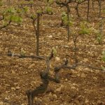 La Vallée du Rhône 2026 contre-attaque : malgré la sécheresse, le millésime s&rsquo;annonce de belle qualité