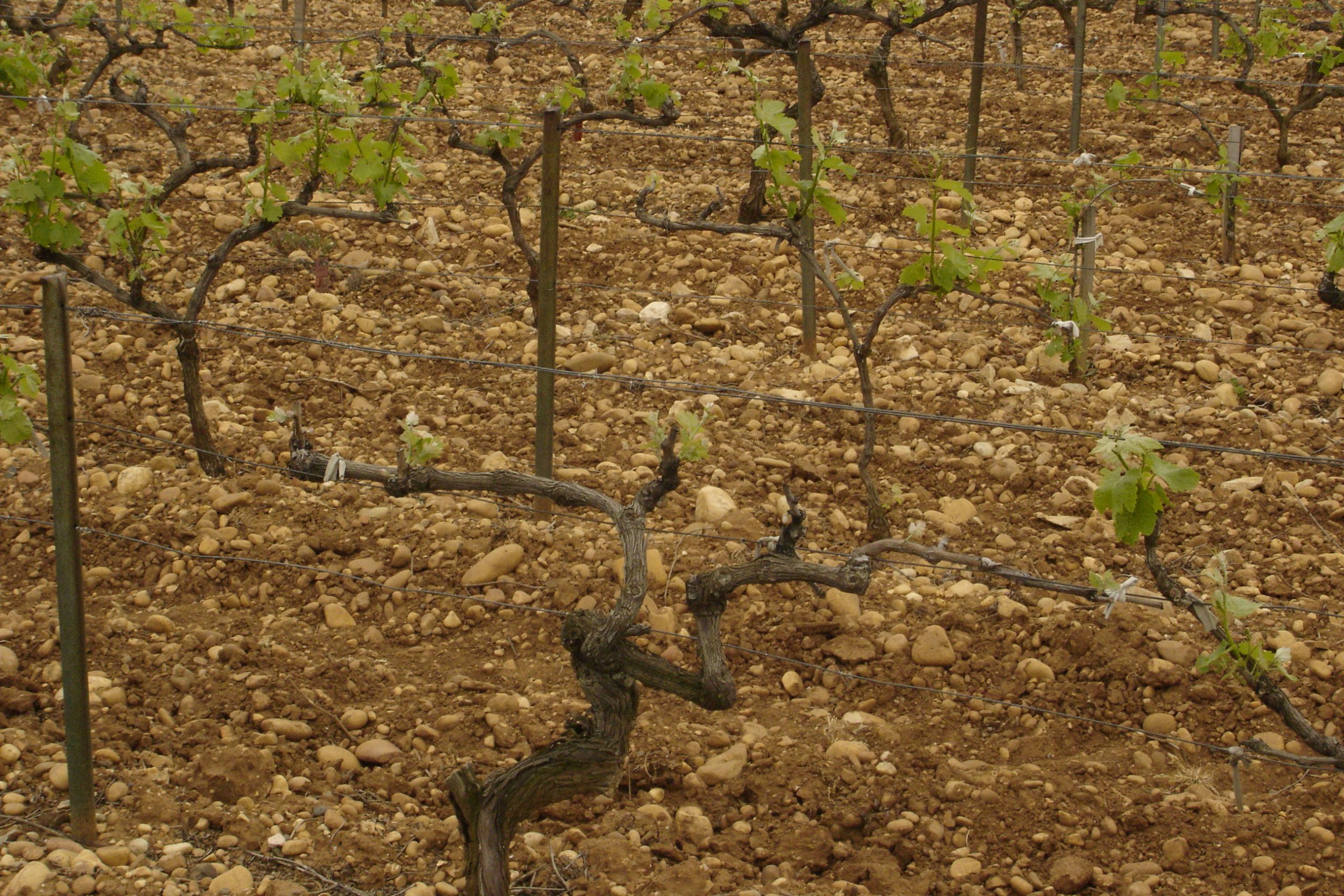 Vignes de Châteauneuf-du-Pape dans la Vallée du Rhône en été