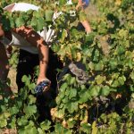 Thierry Sabon, vigneron du Clos du Mont-Olivet, s’éteint en plein début de vendanges