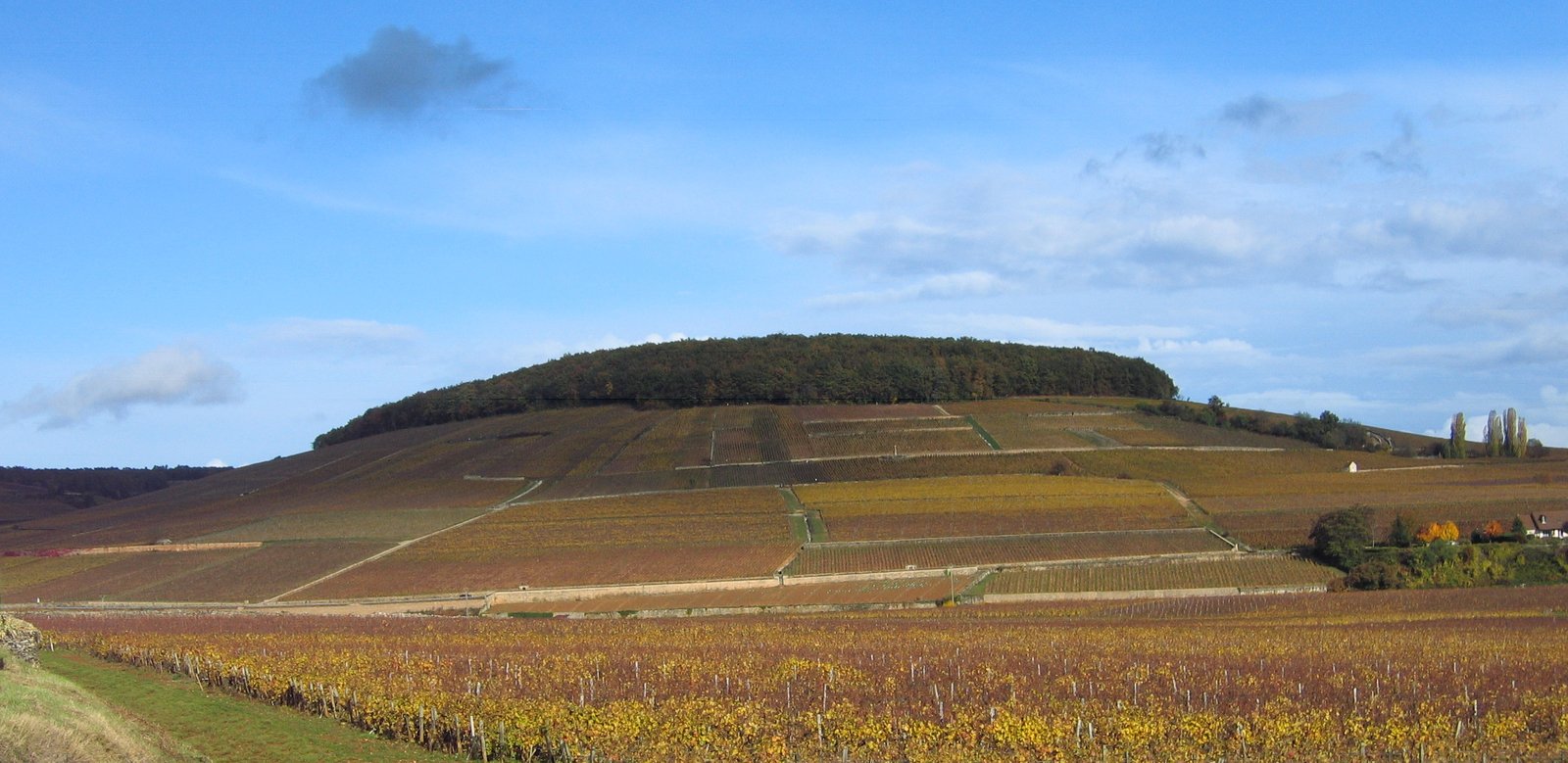 La colline de Corton et ses vignes en automne, côté Aloxe-Corton