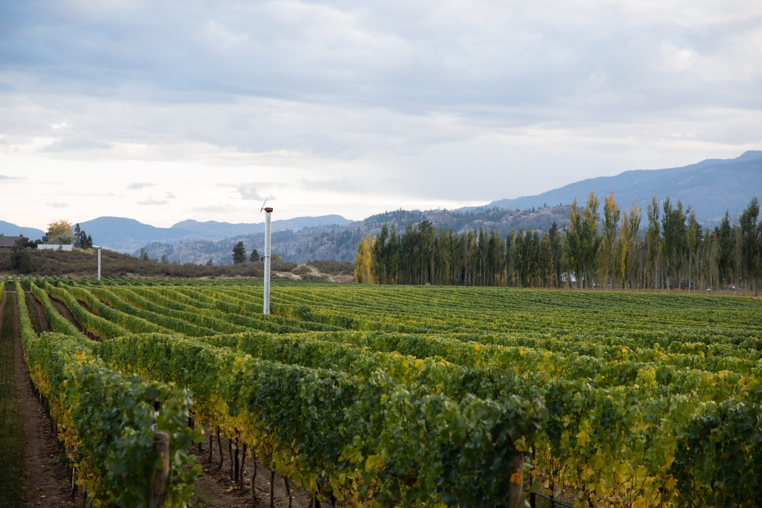 Vignobles de la vallée Okanagan en Colombie-Britannique, Canada