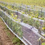 4 milliards d&rsquo;euros pour protéger les vignes de la grêle et du gel : le plan choc des Vignerons indépendants