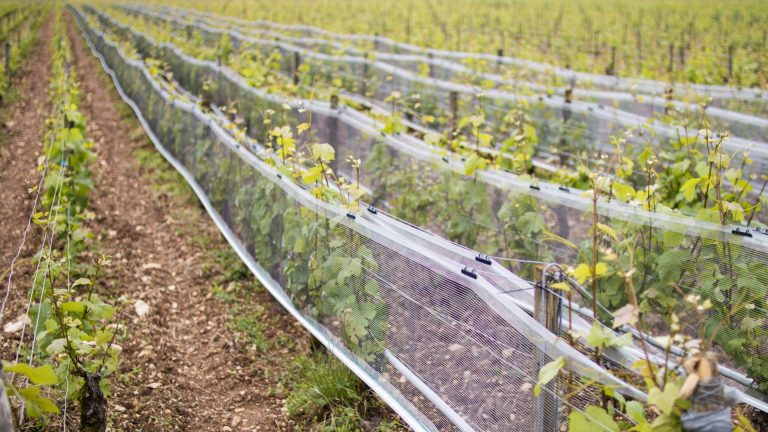 4 milliards d&rsquo;euros pour protéger les vignes de la grêle et du gel : le plan choc des Vignerons indépendants