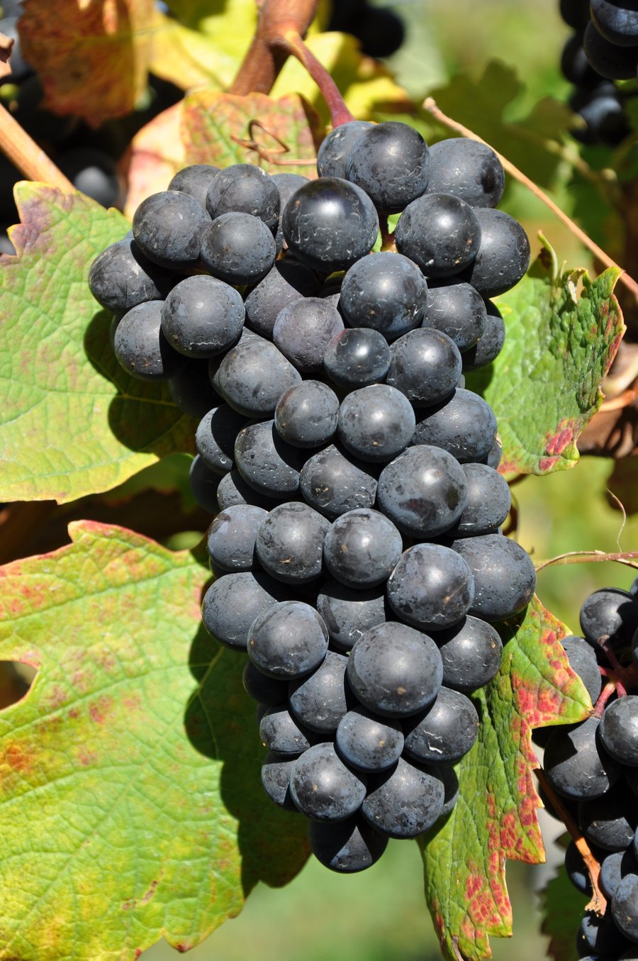 Grappe de raisin noir de barbera mûre sur la vigne