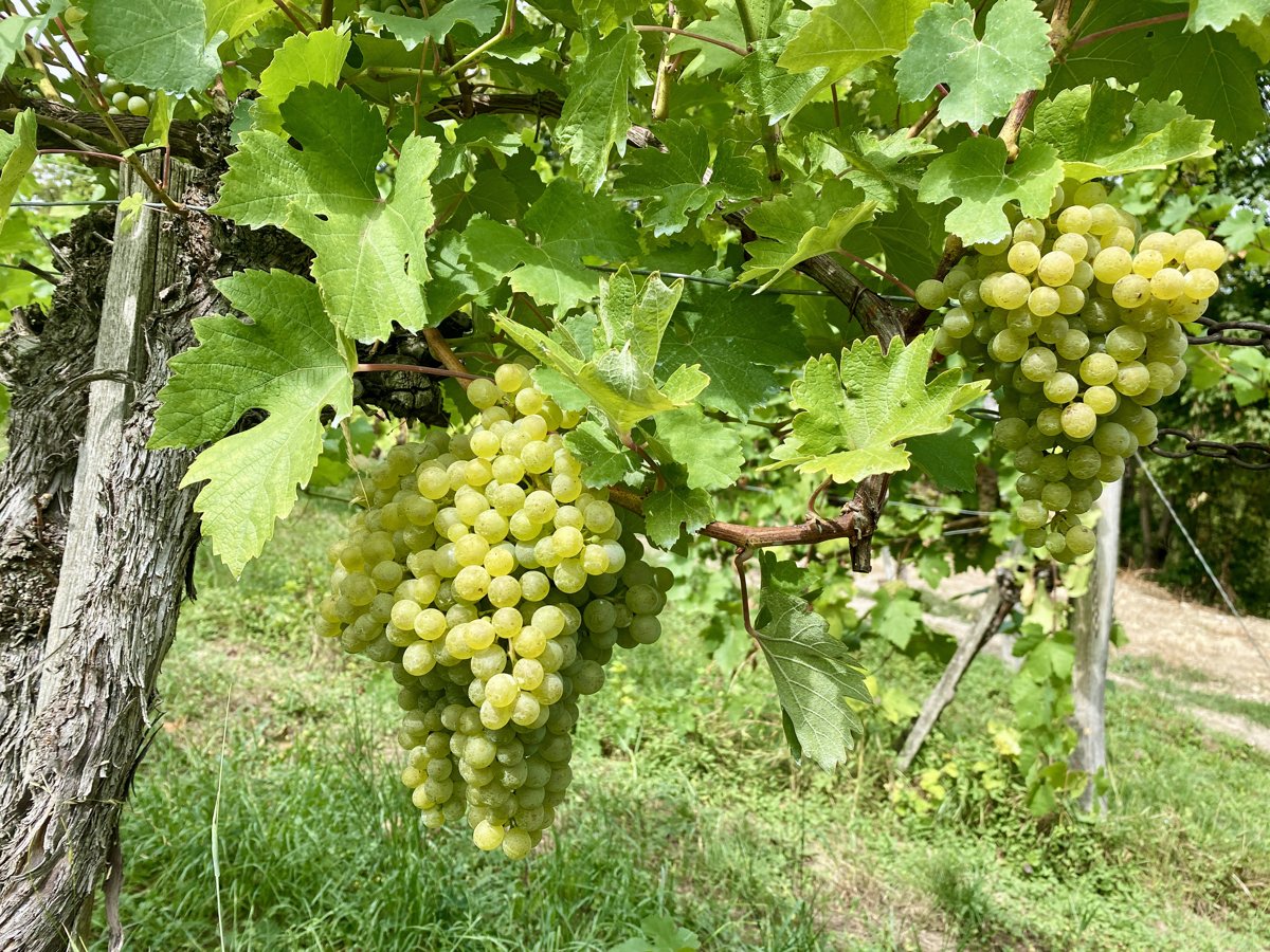 Grappes de grüner veltliner mûres sur un cep à Klosterneuburg