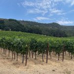 Gundlach Bundschu en faillite : la plus vieille winery familiale de Californie cède après 168 ans