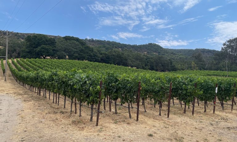 Gundlach Bundschu en faillite : la plus vieille winery familiale de Californie cède après 168 ans