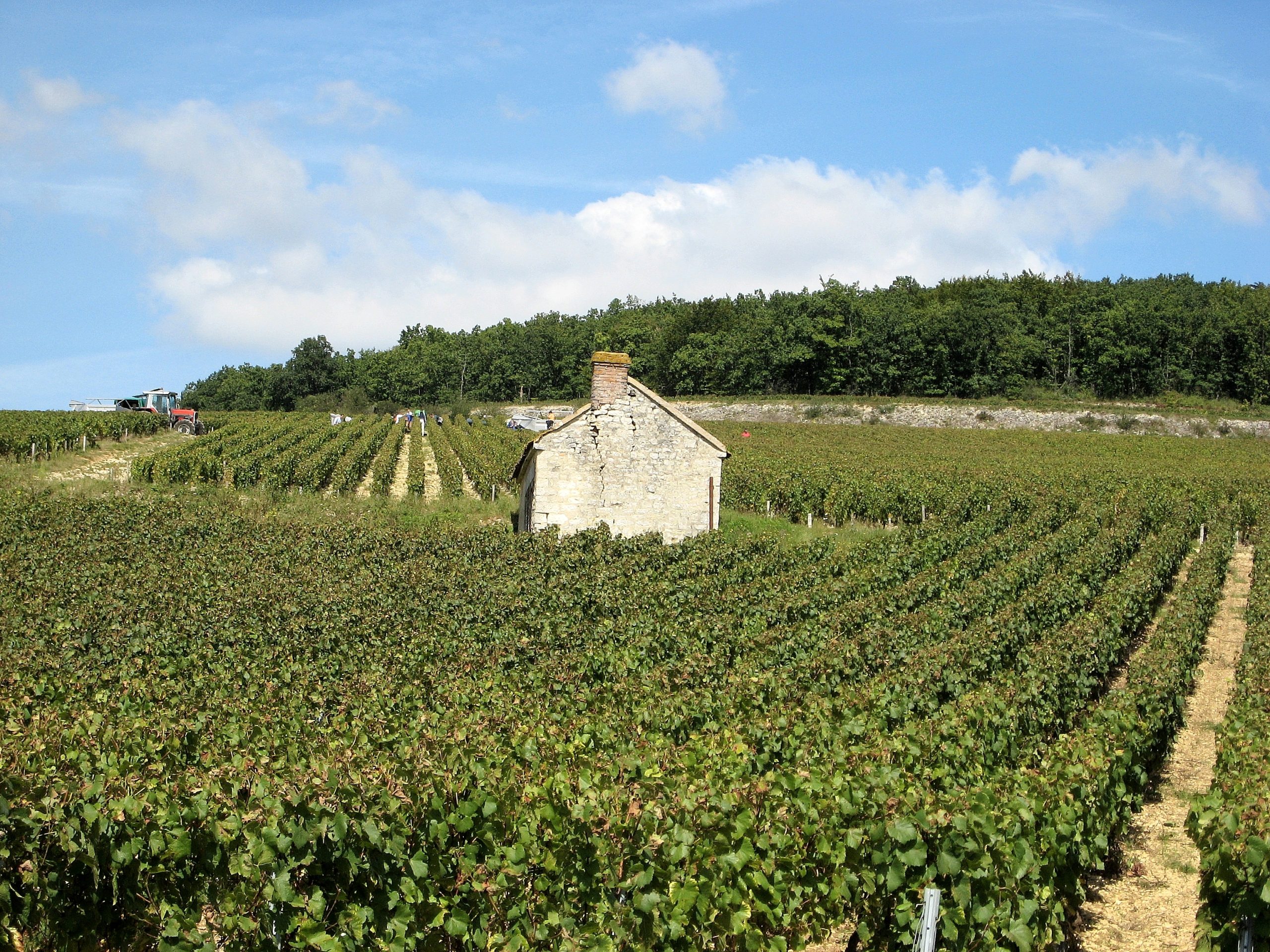 Vendanges en cours dans le vignoble de Chablis Premier Cru Fourchaume en France