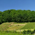 L’Irouléguy a commencé ses vendanges le 3 septembre : du jamais-vu dans les Pyrénées basques