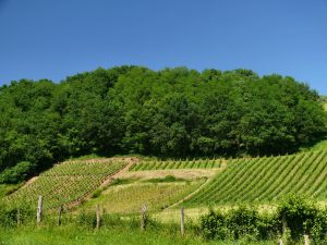 L&rsquo;Irouléguy a commencé ses vendanges le 3 septembre : du jamais-vu dans les Pyrénées basques