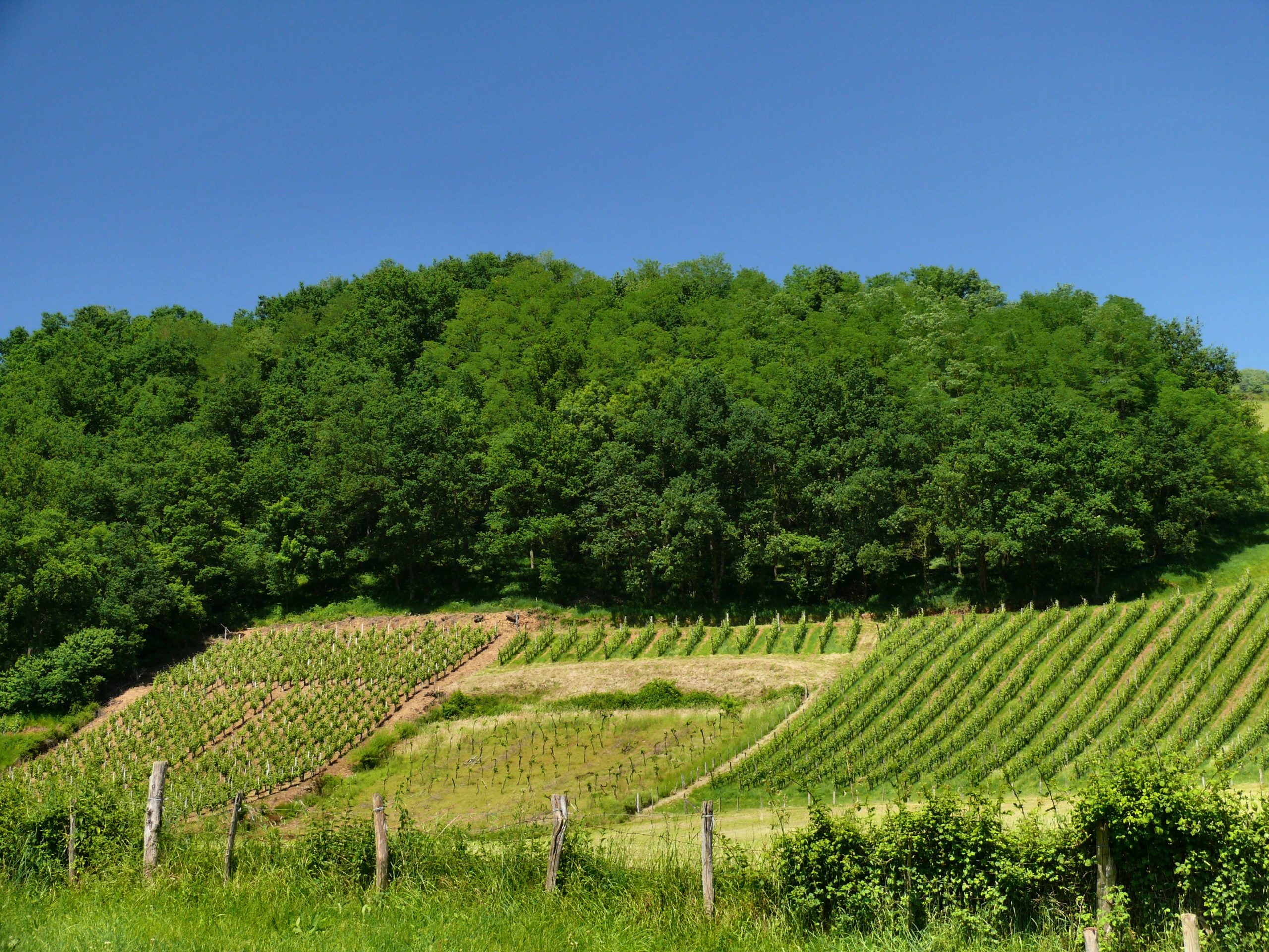 Vignoble Irouléguy dans les Pyrénées basques