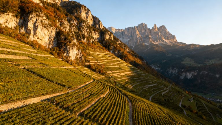 Kerner : Guide Complet du Cépage Blanc Alpin (Alto Adige, Württemberg) Vignobles en terrasses du Tyrol du Sud, région productrice du cépage Kerner